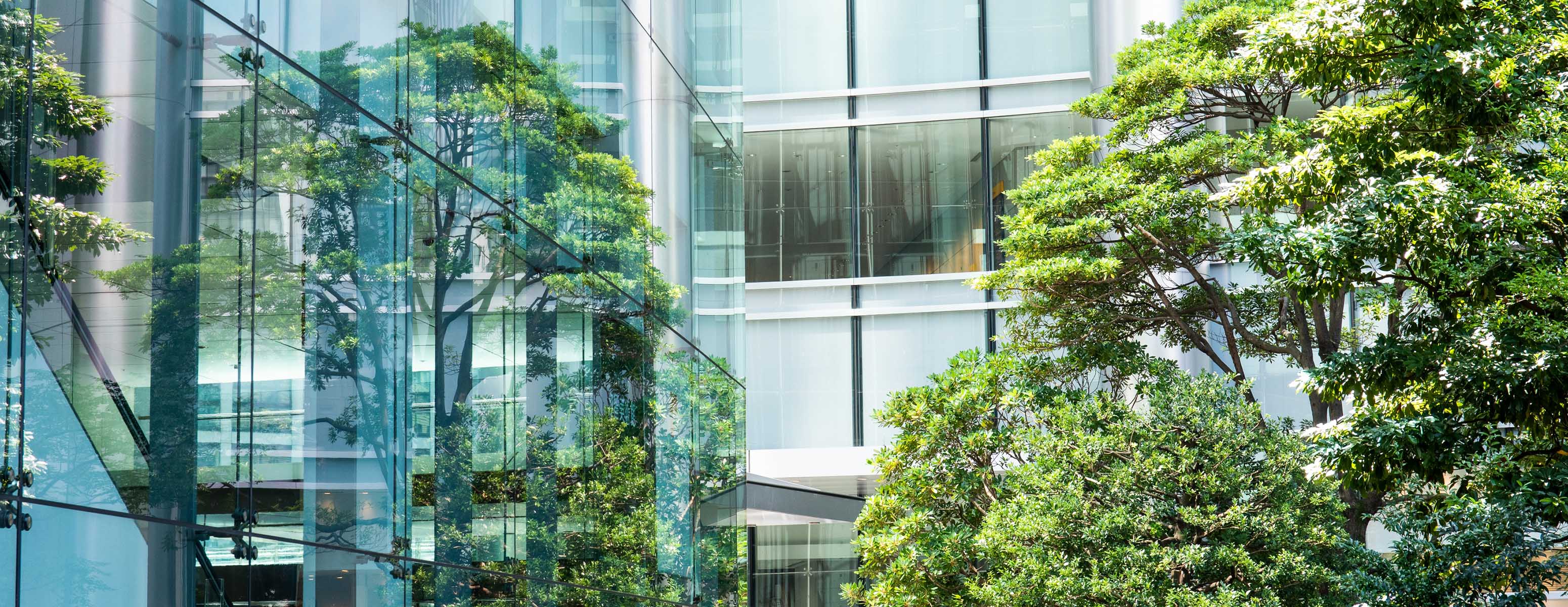A tree reflected in the windows of a glass office building