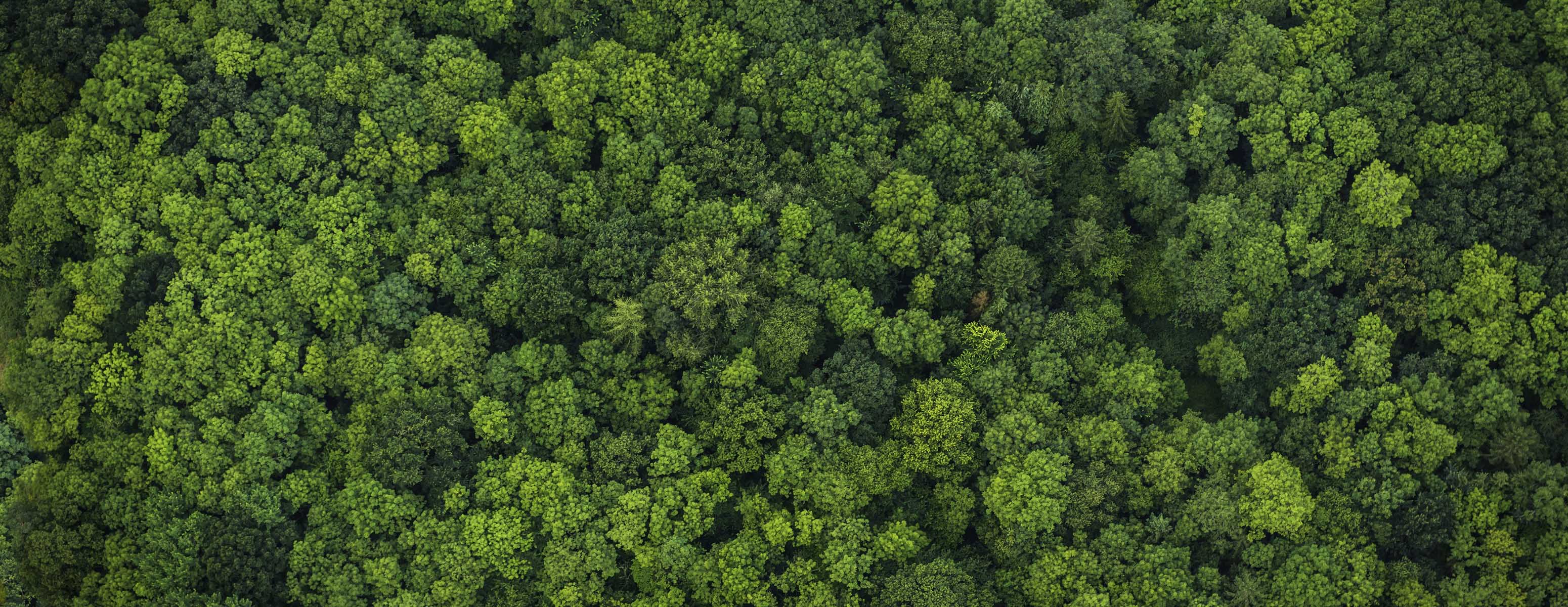 Bird's eye view of a dense, green forest
